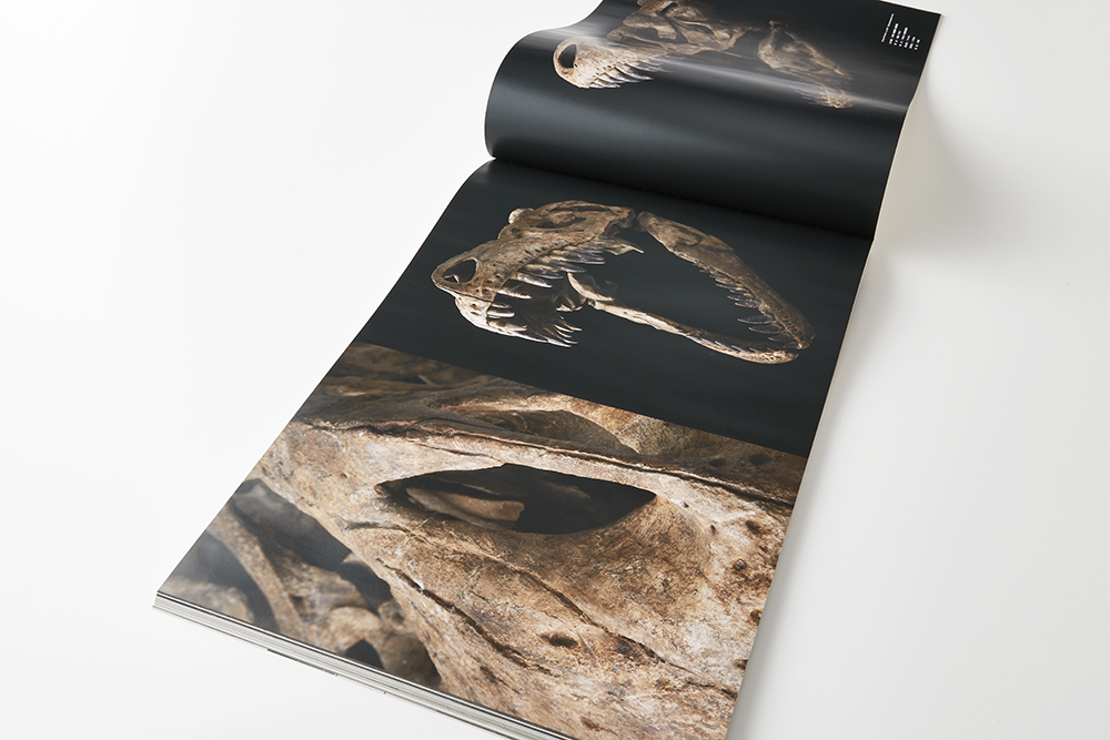 成城学園 杉の森館 恐竜･化石ギャラリー IMAGINE BOOK （特殊製本／その他）
